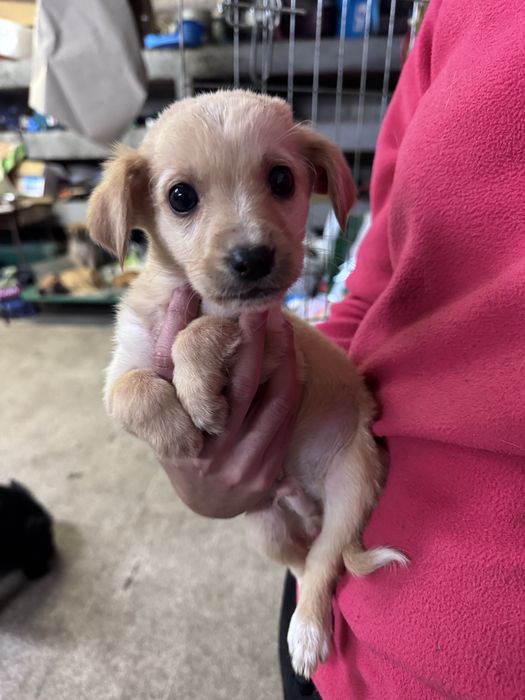 Bebés porte pequeno/médio