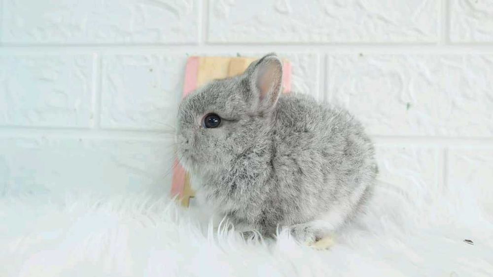 Coelhos anões mini domésticados +Gaiola Nova +alimentação adequada