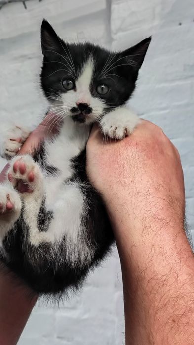 Котятя добрим людям.