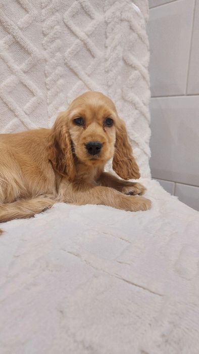 Cocker Spaniel Angielski suczka nowe zdjecia
