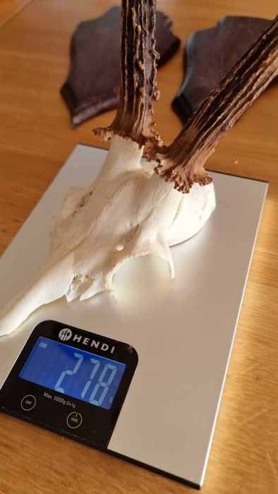 poroże sarny~ czaszka na desce