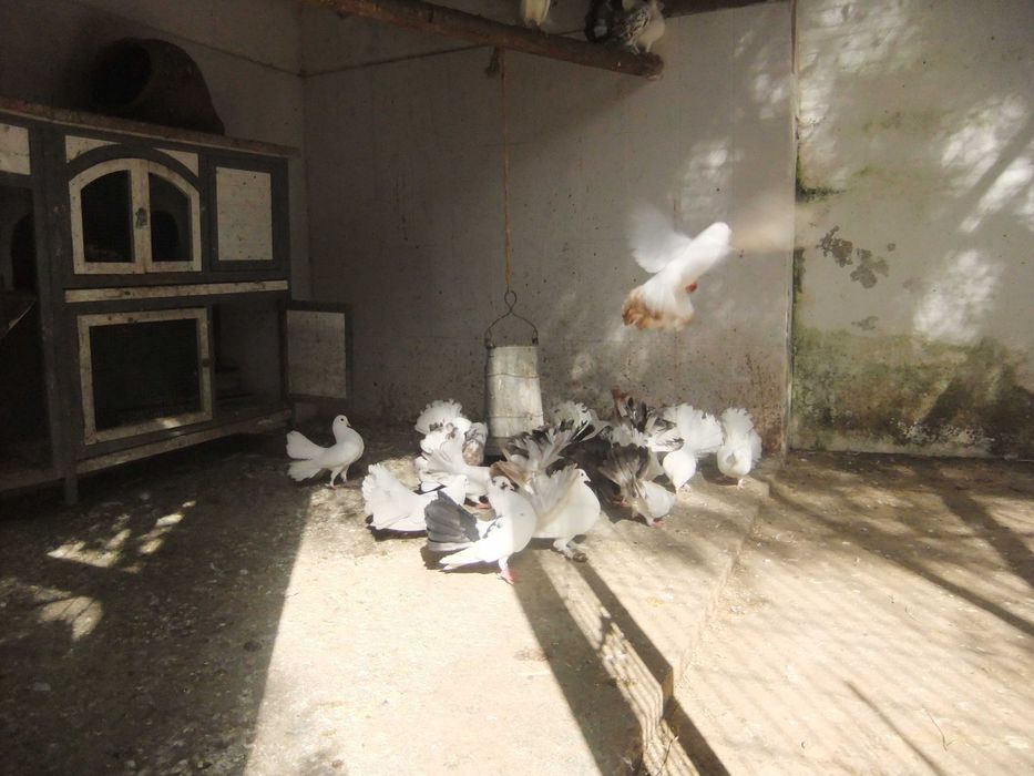 pombos de leque várias cores