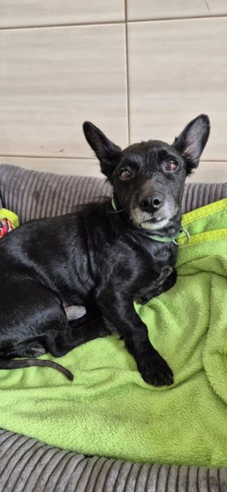 Mały, kochany piesek szuka domu!