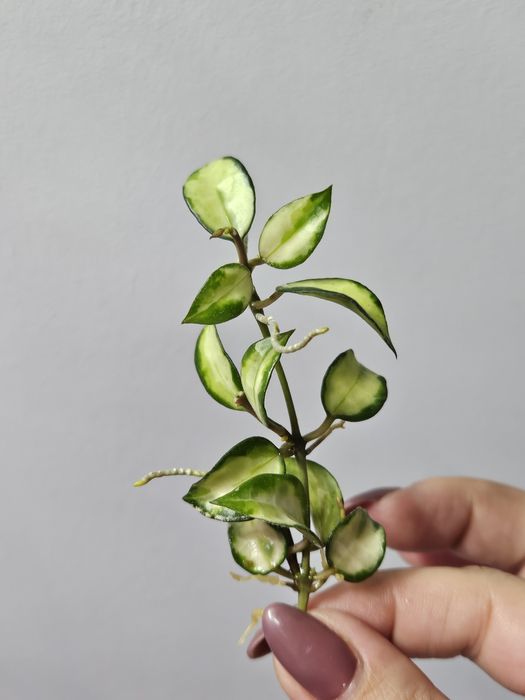 Hoya lacunosa Bruno Tricolor