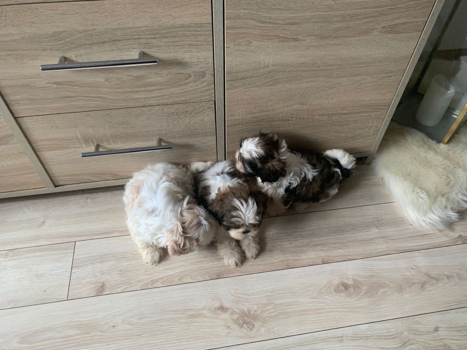 Shih tzu szczeniak