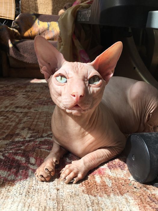 Вязка сфинксов (самый лучший)