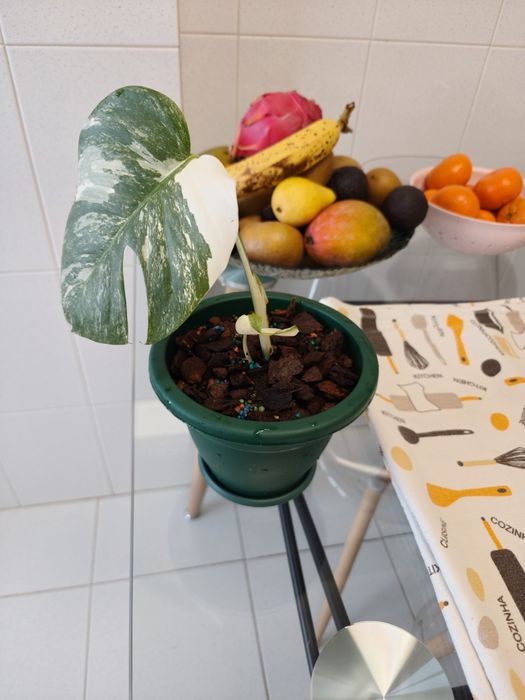 Monstera deliciosa albo variegata.