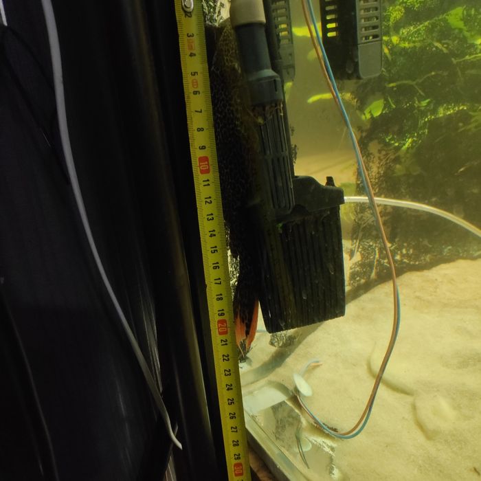 Zbrojniki 2x Pseudoacanthicus leopardus rezerwacja do 13.02L114 F0