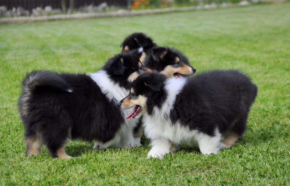 Щенки колли