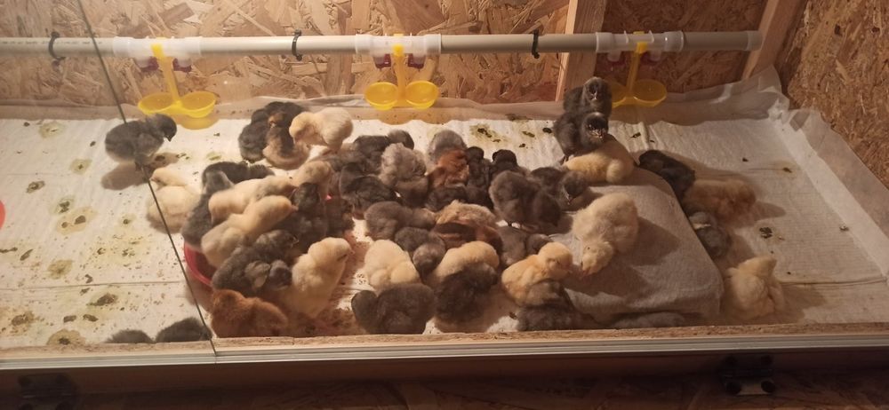 Яйце інкубаційне Гріз Сендрі, ГрізБар, Адлір