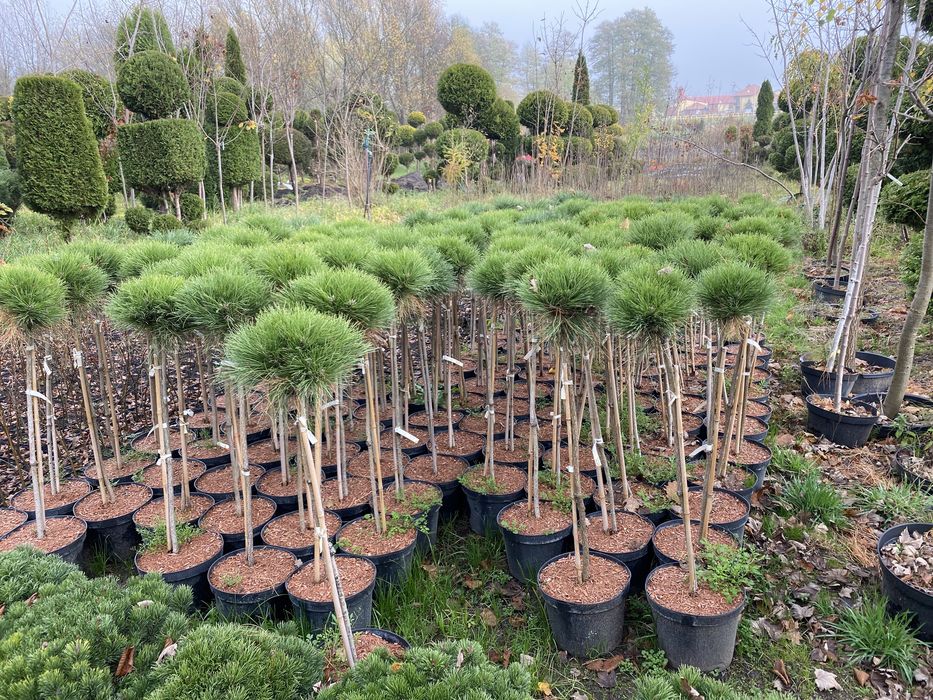 Sosna czarna MARIE Sczepiona na pniu Pinus nigra 'Marie Brégeon'