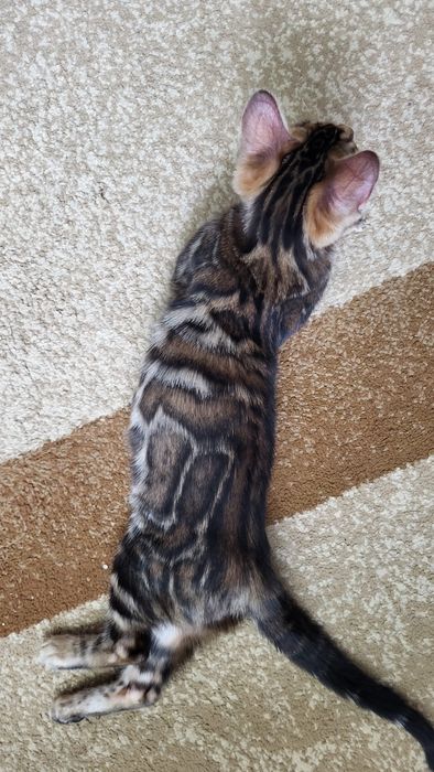Bengal, bengalski  . Kot Rodowód