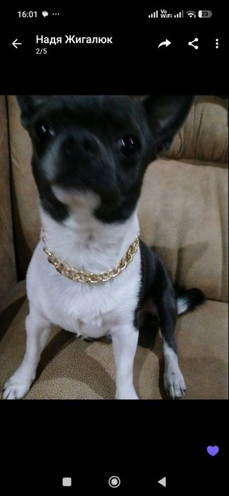 Вʼязка Чіхуахуа , чудовий хлопчик