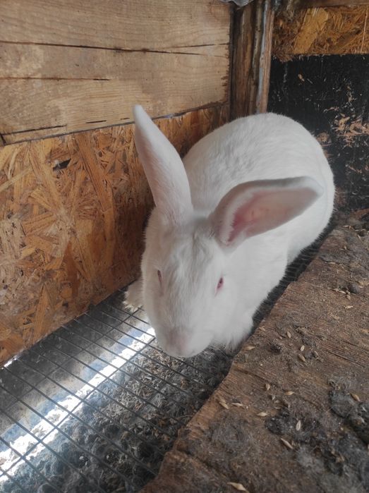 Кролики погуляная самка