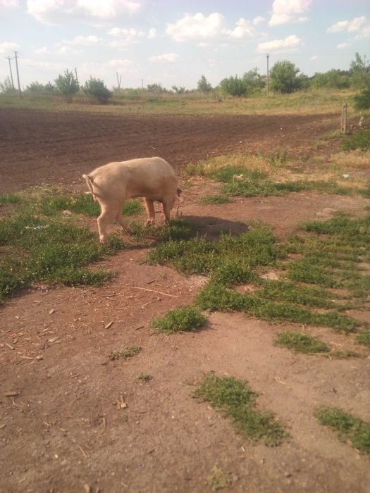 Продам машак и кабана