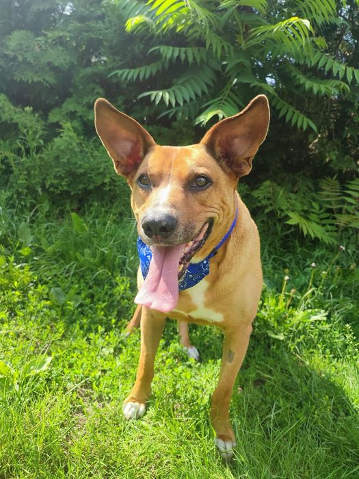 Oddam za darmo pieska