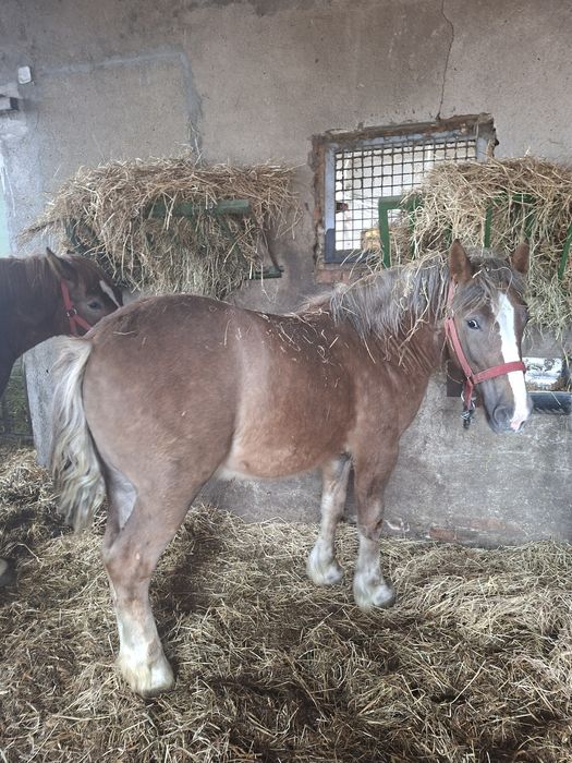 Sprzedam 2 źrebaki zimnnokrwiste