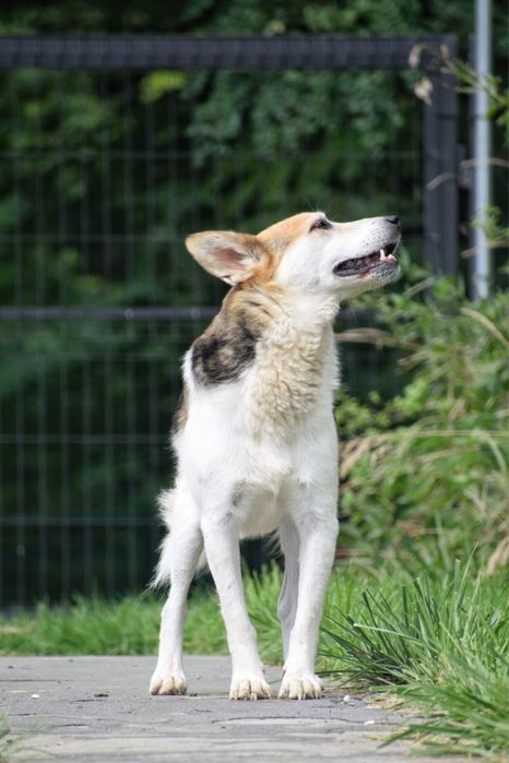 Jacky czeka na odpowiedzialny dom