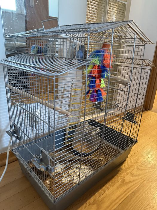 Papugi faliste mlode