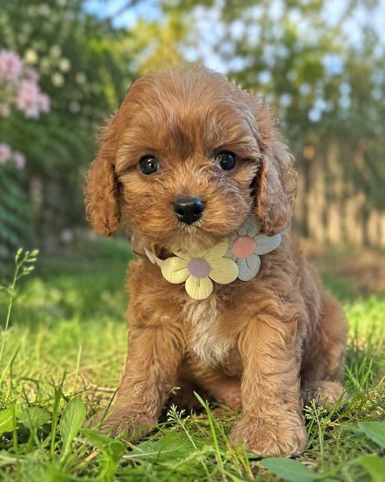 Chłopczyk  cavapoo zaraz do odbioru