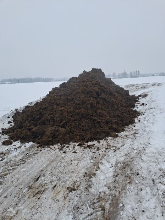 Kurzak /  bobek z taśmy / obornik bydlęcy z dowozem