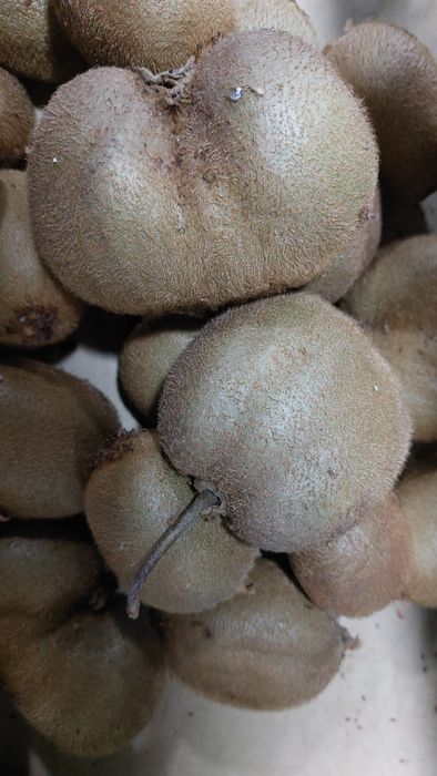 Kiwi de boa qualidade