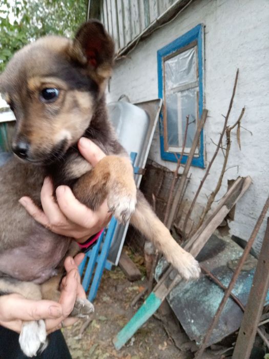 Цуценята в добрі руки безкоштовно