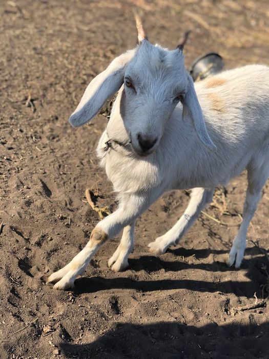 Нубийские козы молодые