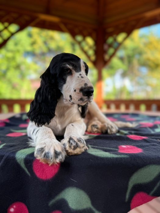 Cocker spaniel angielski Piesek Rodowód