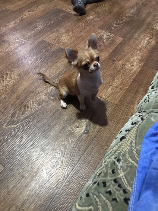 Продам дівчинку міні чихуахуа