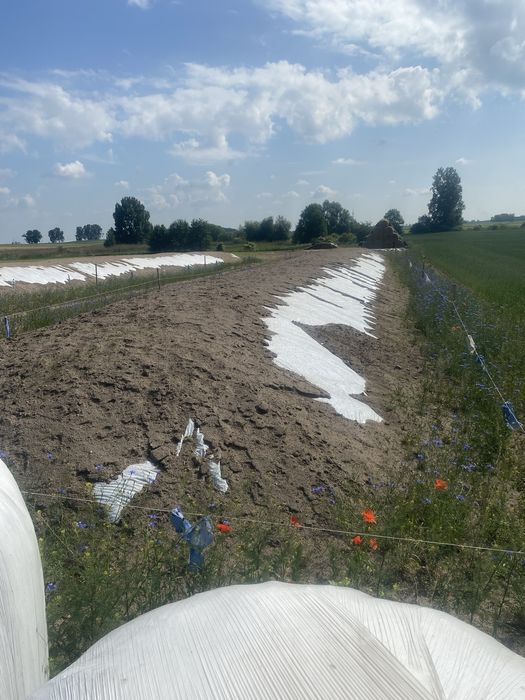 Kiszonka z kukurydzy