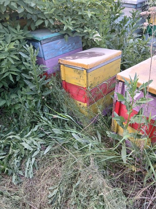 Продам вулики паливом рогаті