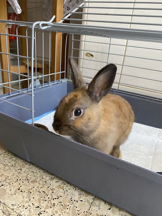 Kit completo coelhinho mini lop