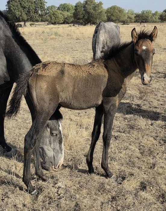 Poldros cruzados de Lusitano