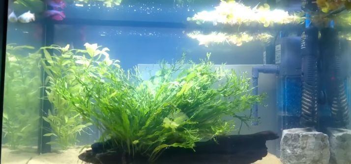 Tronco plantado com 35cm