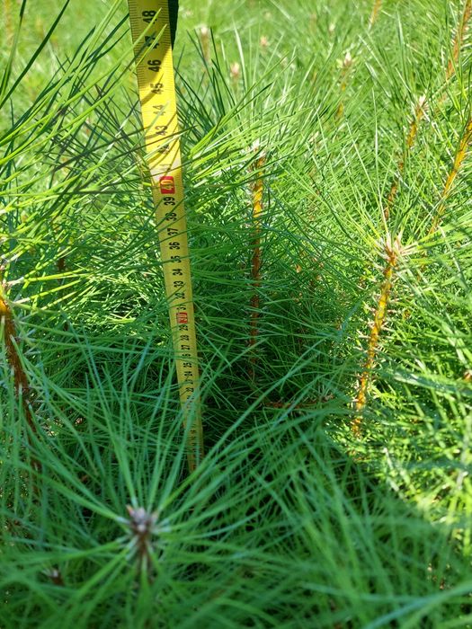 Саджанці Ялина, Сосна, Модрина