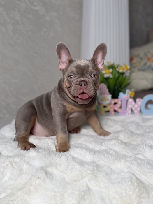 Buldog francuski sunia Isabella tan