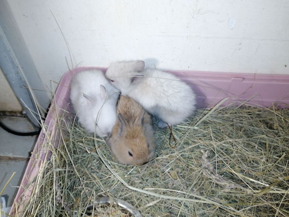 Пацючки, пацючки маленьки