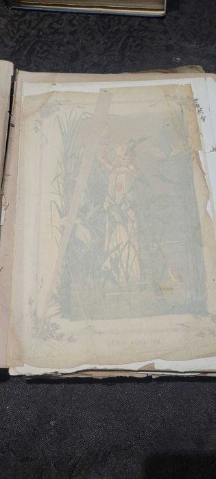 Livro Raro (1884) - A Vida das Flores (Les Fleurs Animées) - Volume II