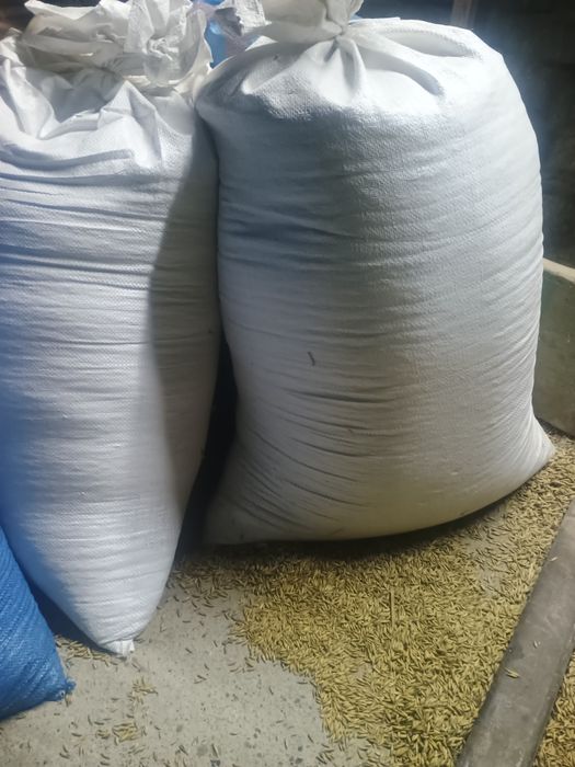 Owies opałowy, opał, pellet