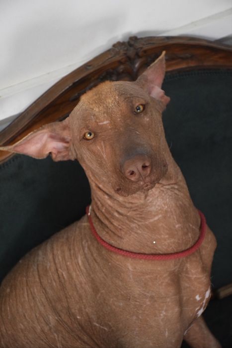 Cão Sem Pelo do Mexico ( Mexican Hairless Dog)