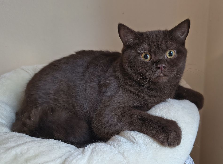 Piękna  kotka  brytyjska czekoladowa-rodowód FPL -do odbioru