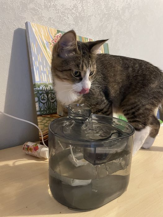 Котик шукає родину