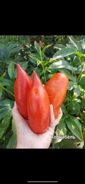 Насіння помідорів сливок, перцевидних сортів. Насіння перців, баклажан