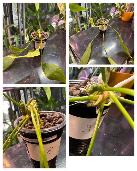 Anthurium vittarifolium