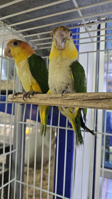 Marianinhas muito meigas