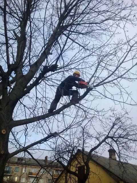 Спил деревьев веток ,аварийных сухие .