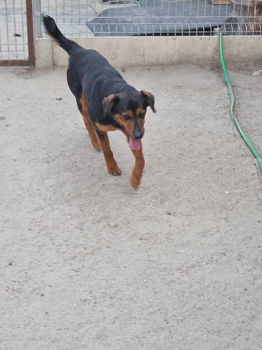 Piękność w typie gończy