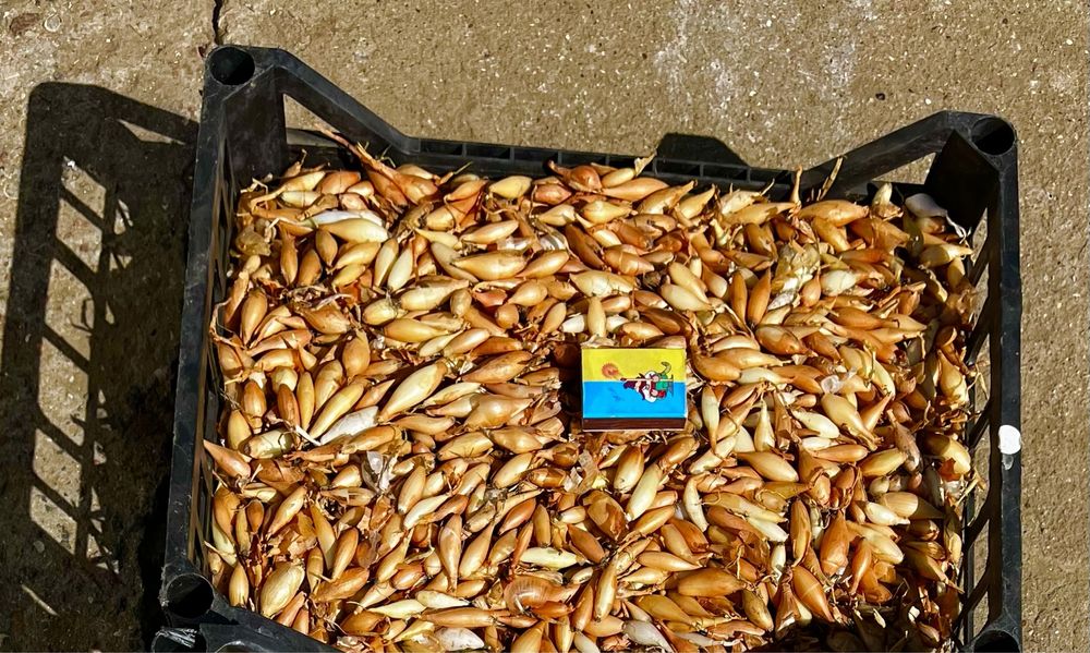 Лук севок ОПТ 2025