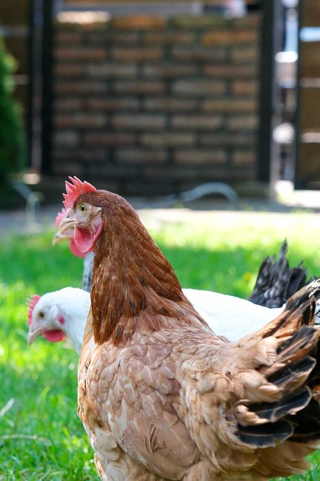 Młode kury nioski ROSA - 14-22 tygodnie